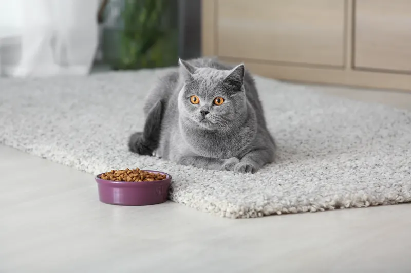 How long can a cat be left alone: a gray cat resting next to its food bowl at home
