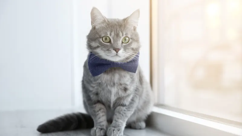 Gray tabby cat left alone at home, sitting on a sunny window sill