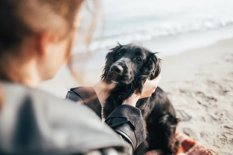 Pet sitter checklist: an owner saying goodbye to a black cocker spaniel before a trip