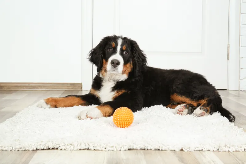 How long can a dog be left alone: a Bernese mountain dog relaxing at home with a toy