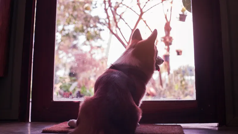 Dog left alone at home, sitting by the door and waiting for its owner
