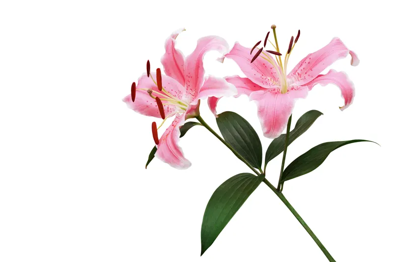 Are lilies toxic to cats? Yes: pink true lilies like these can cause kidney failure