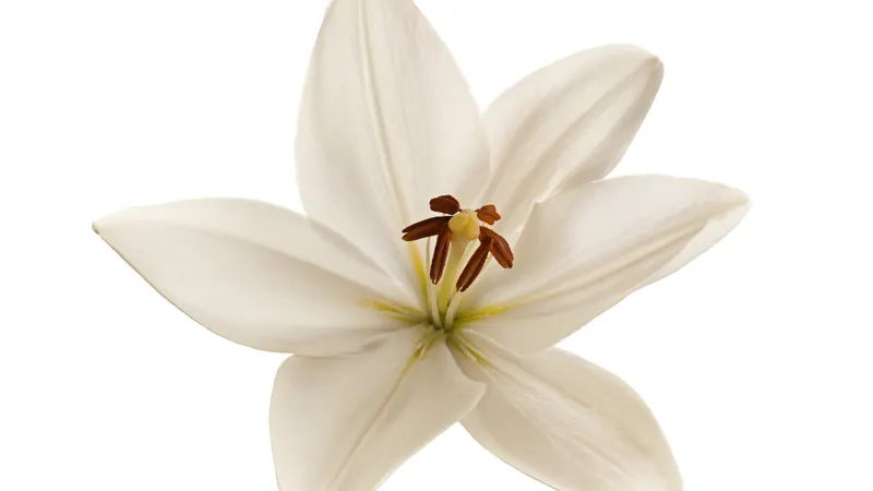 White lily flower, a type of true lily that is toxic to cats
