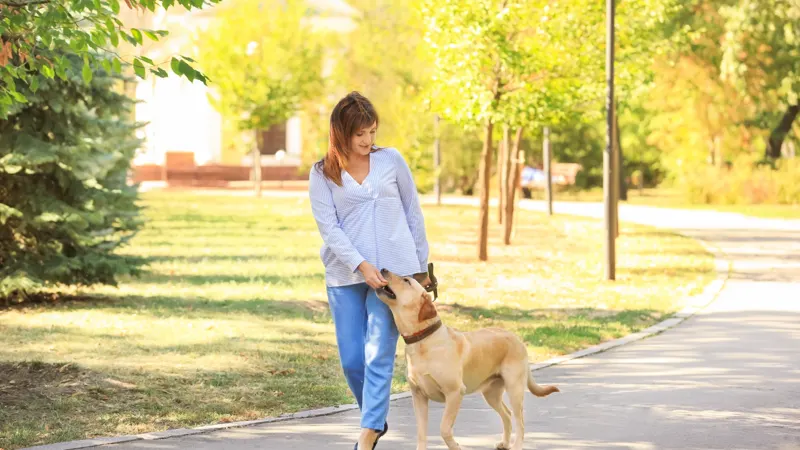 Dog sitter walking a happy dog on a leash in a sunny park